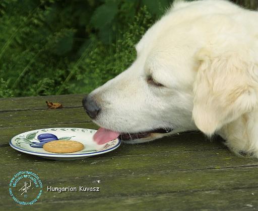 Hungarian Kuvasz 8W04D-12.JPG